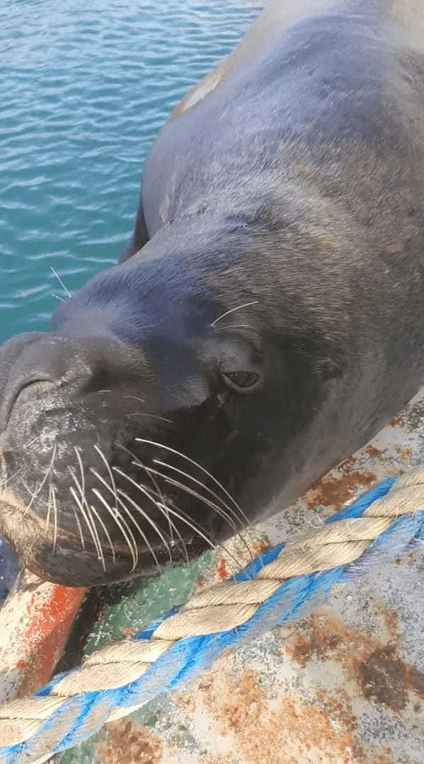 停泊中の船のデッキにあがってきたアシカ。ビックリする珍事かと思ったら・・、これはいつものことなんです！！【海外・動画】