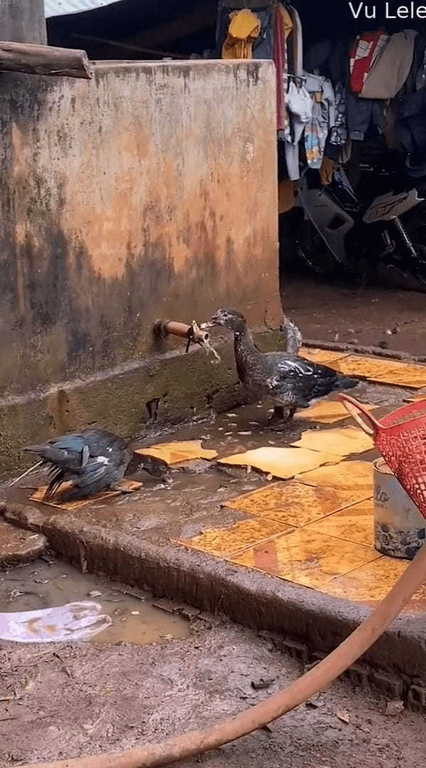 この鳥、賢すぎる！きれいな水を飲みたかったのか、水たまりの水をすするのではなく、なんと傍にあった蛇口を回したのです！！