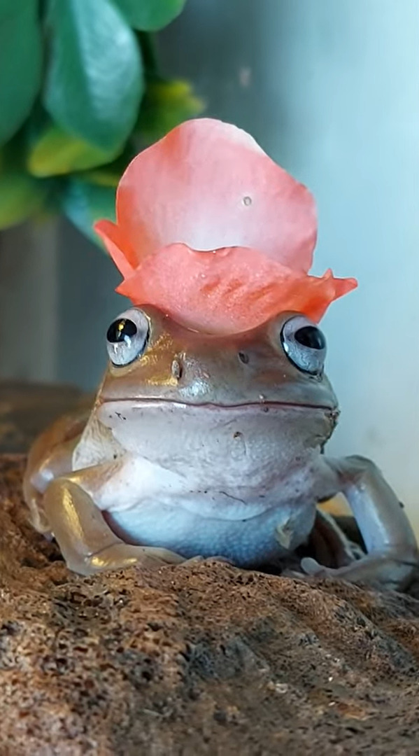 カエルの頭に小さな花を載せてみたら・・・。身じろぎひとつしなかったので、とてもステキな帽子になりました！！