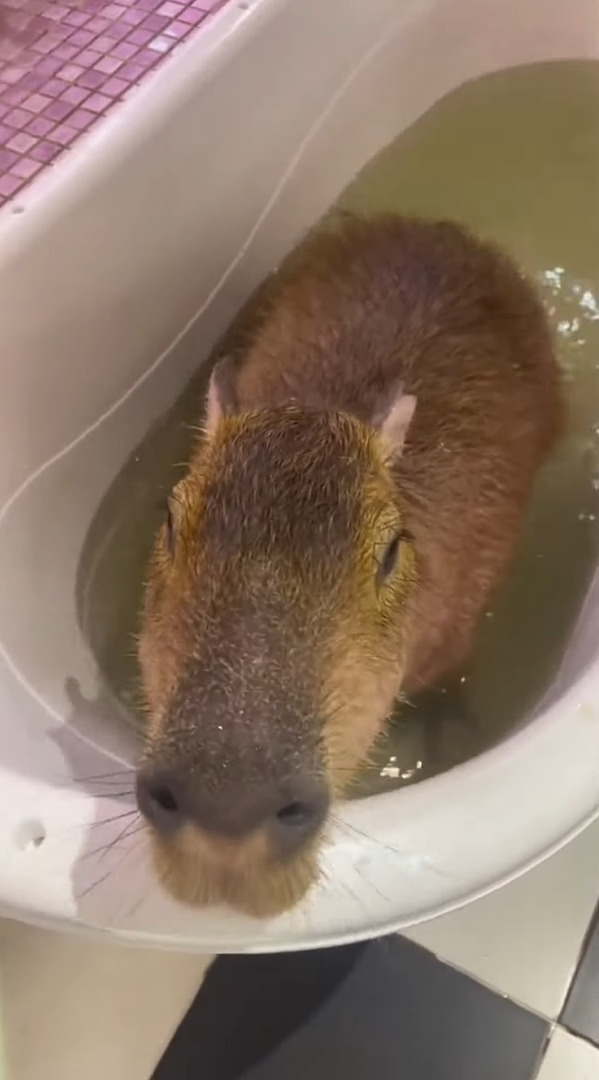 カピバラのバスタイム。バスタブに浸かりながら食事ももらってごきげんそう！！【海外・動画】