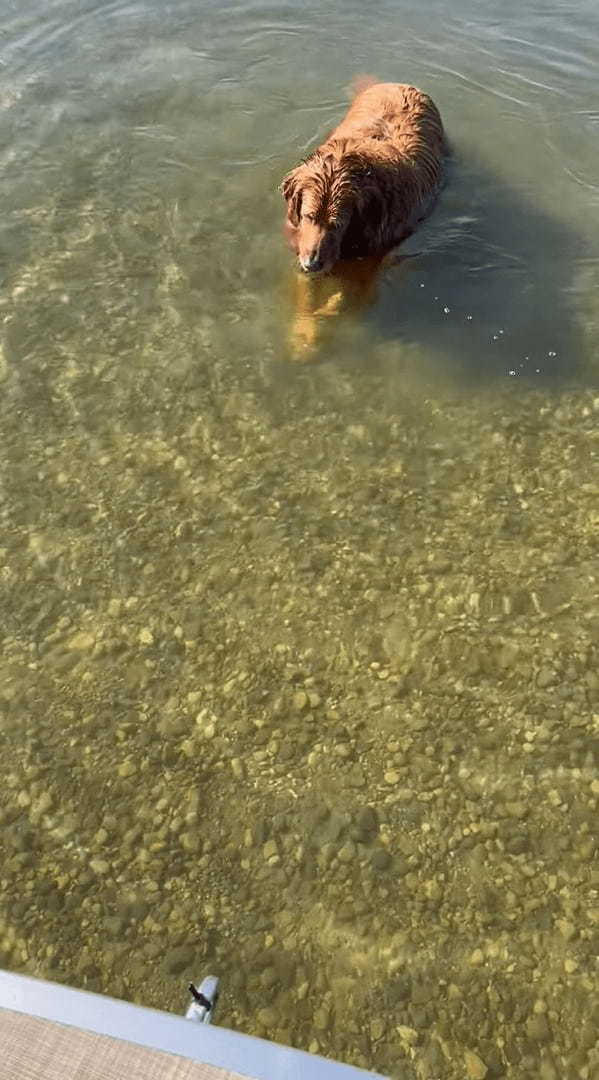 なにかを押さえつけるようにして水中にいるゴールデンレトリバー。次の瞬間、顔を水面に浸けましたが・・、その目的とは？！【アメリカ・動画】