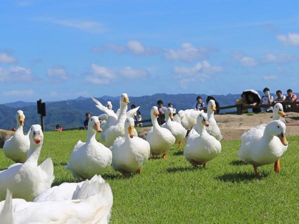 【千葉】マザー牧場で自然や動物とふれあう！～マザーファームツアーDXの全貌公開も～