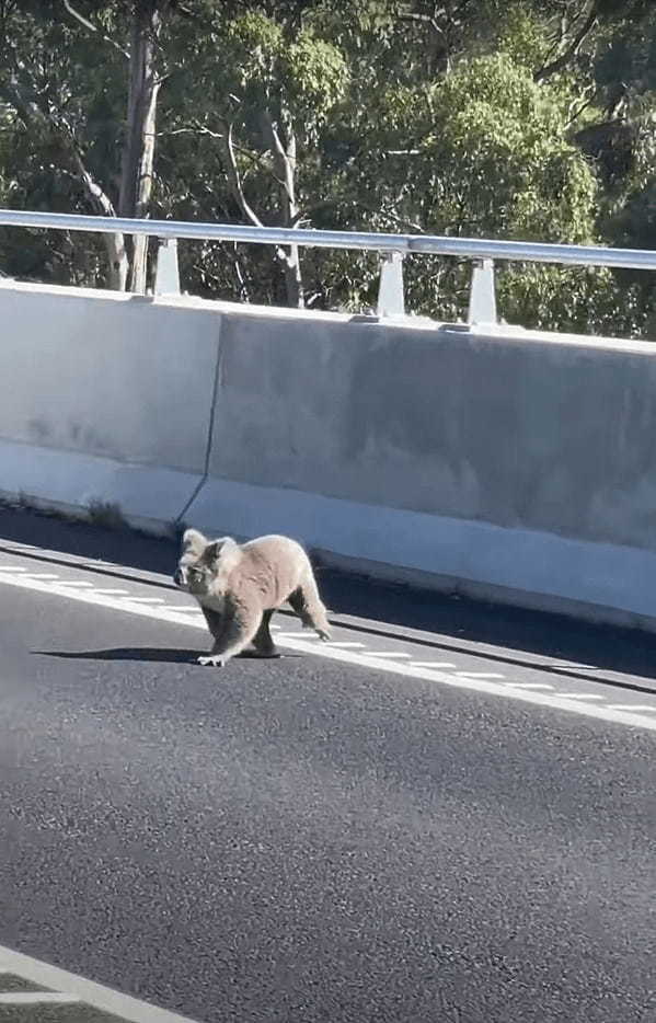 道路の真ん中に姿を現した動物の姿にビックリ！！木の上でのんびりしているイメージの『あの動物』を前に車は止まらざるをえません・・！！