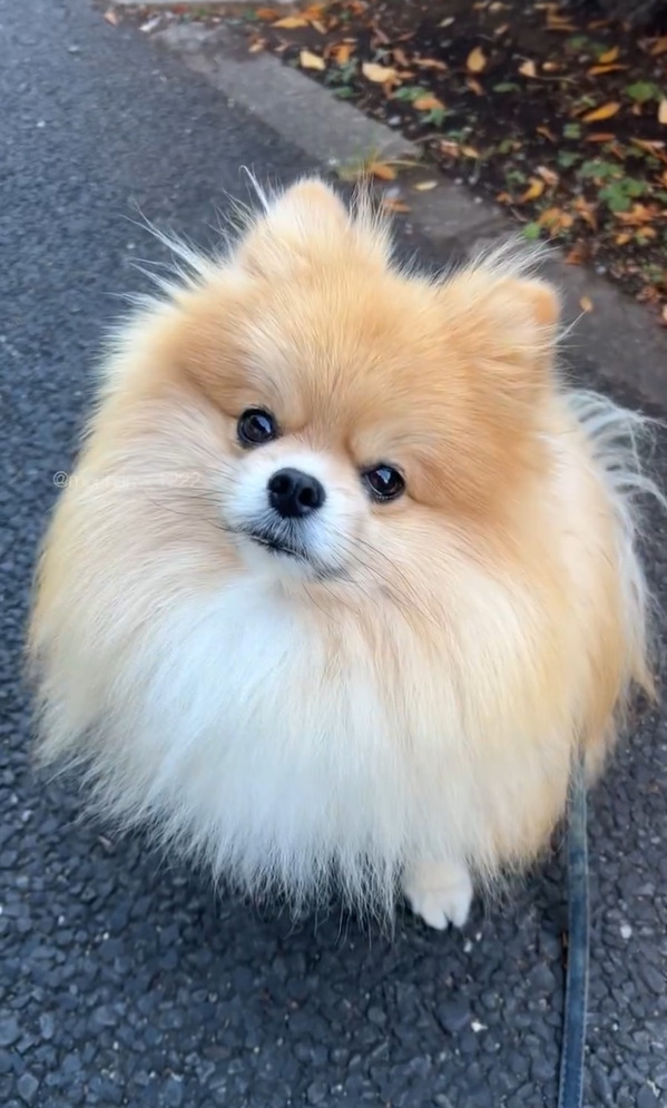 飼い主さんの言葉にキョトン。飼い主さんに「お家帰ろっか」と言われた時のポメラニアンのリアクションがかわいすぎる！！