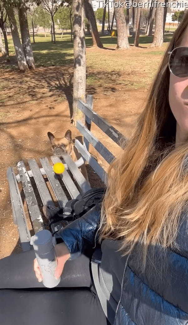 変わった特技を持つフレンチブルドッグ。ボールをくわえると・・飼い主さんに発射！！【海外・動画】