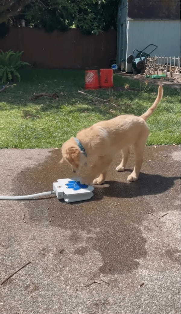 子犬が給水機で水遊び！？ペダルを踏むと水が出てきて楽しい～！！【アメリカ・動画】