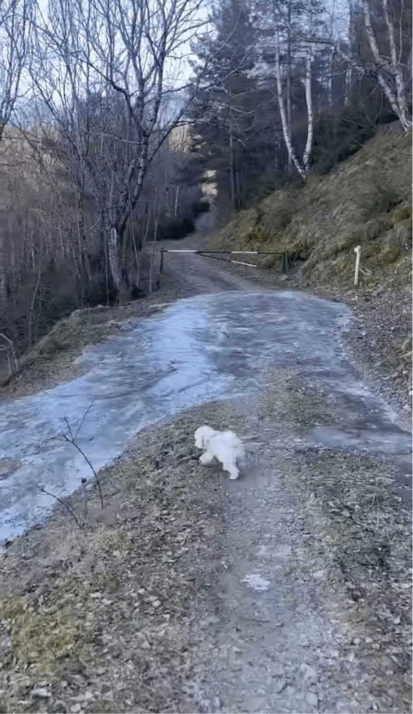 愛犬が湧き水を飲もうと小川に足を踏み入れたら・・。流された!?いや、滑りだした!?【海外・動画】