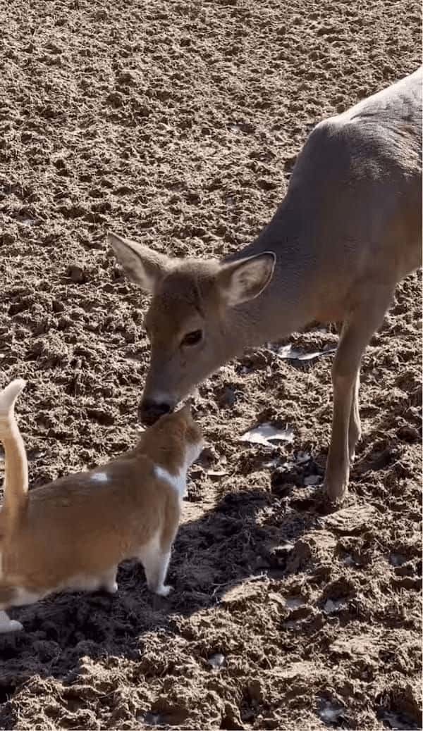 ネコが出会ったのは優しいシカ。頭をペロペロしてもらってハッピー！【アメリカ・動画】