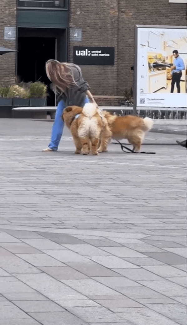 「絶対歩かないもん！」テコでも動こうとしないチャウチャウに飼い主さんお手上げ！【海外・動画】