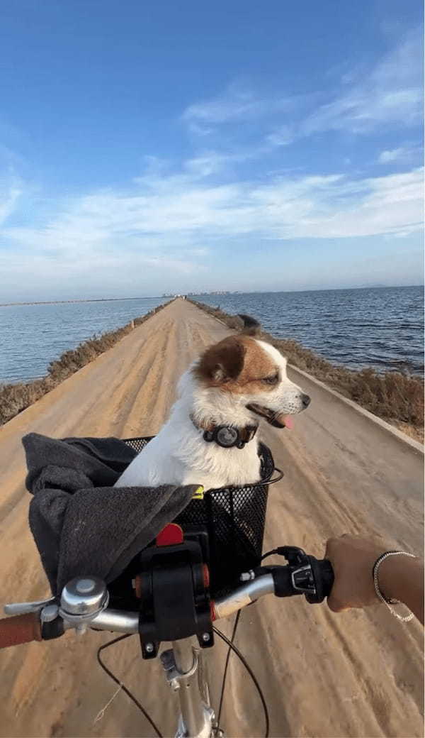 海沿いの一本道を愛犬とおさんぽ！自転車のカゴから最高の眺めを堪能する姿が絵になる【海外・動画】