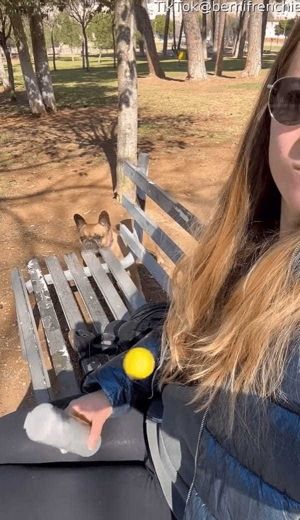 変わった特技を持つフレンチブルドッグ。ボールをくわえると・・飼い主さんに発射！！【海外・動画】