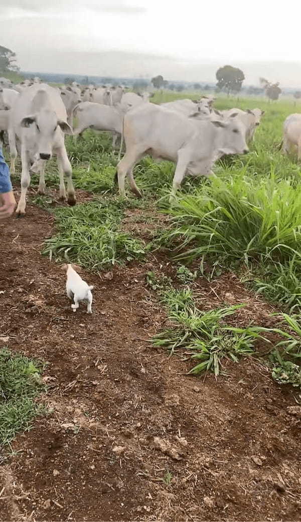 将来有望！？ジャックラッセルの子犬がウシたちを追い回して牧畜犬としての才能を発揮！【海外・動画】