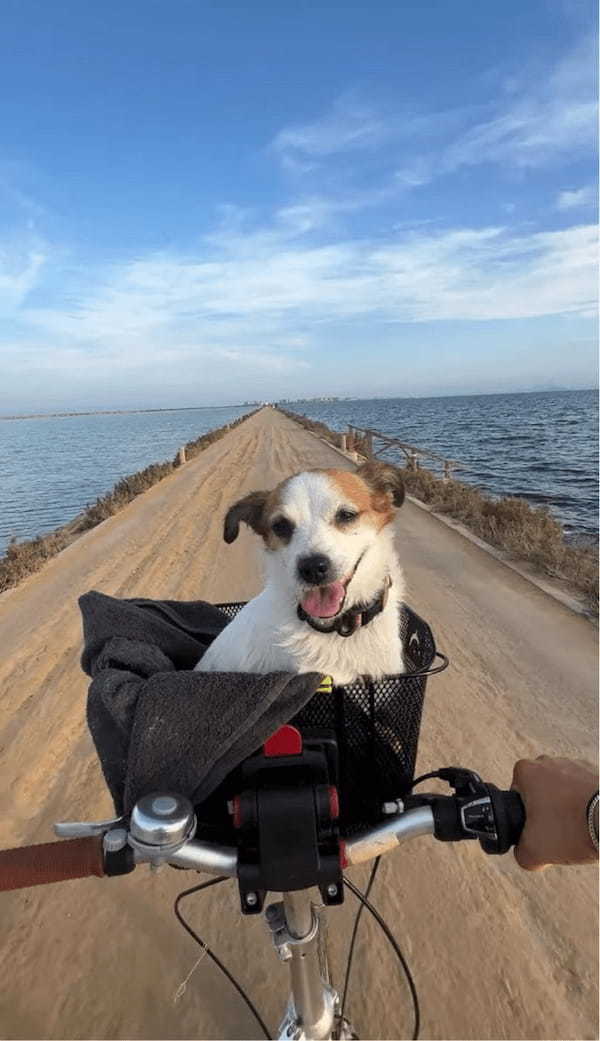 海沿いの一本道を愛犬とおさんぽ！自転車のカゴから最高の眺めを堪能する姿が絵になる【海外・動画】