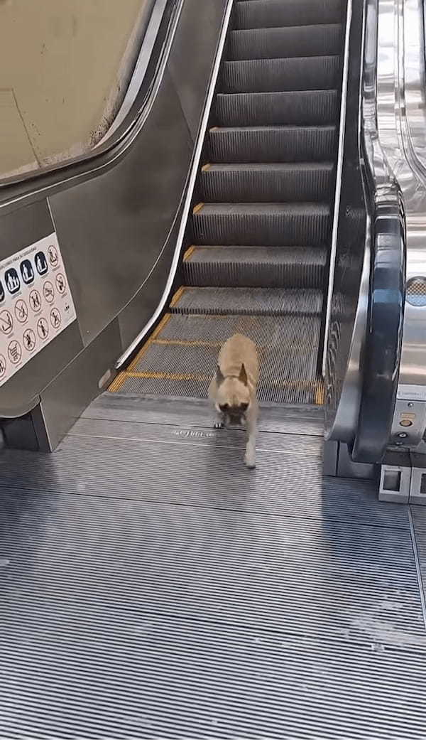 エスカレーターは楽しいアトラクション？フレンチブルドッグがエスカレーターに乗って行ったり来たりを繰り返す！！【海外・動画】