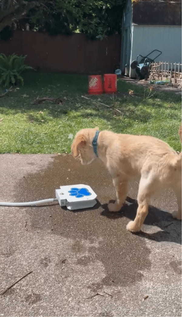 子犬が給水機で水遊び！？ペダルを踏むと水が出てきて楽しい～！！【アメリカ・動画】