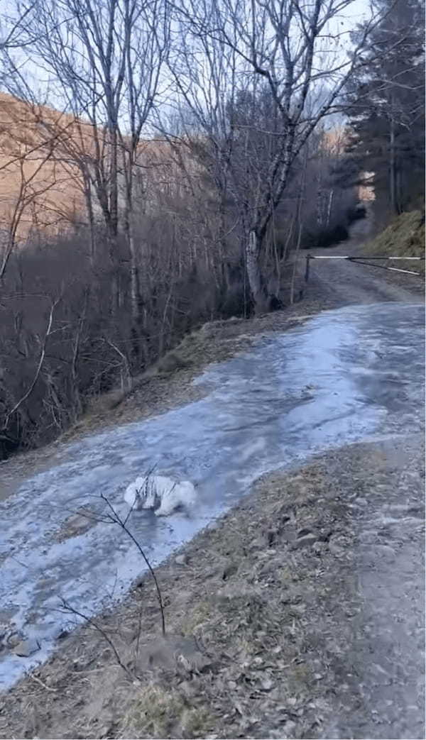 愛犬が湧き水を飲もうと小川に足を踏み入れたら・・。流された!?いや、滑りだした!?【海外・動画】