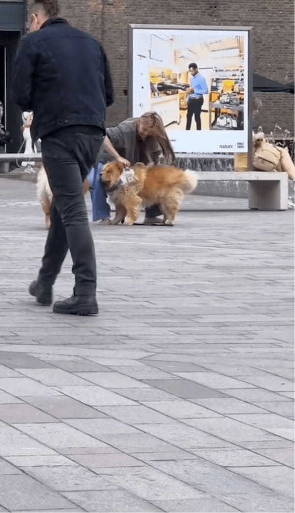 「絶対歩かないもん！」テコでも動こうとしないチャウチャウに飼い主さんお手上げ！【海外・動画】