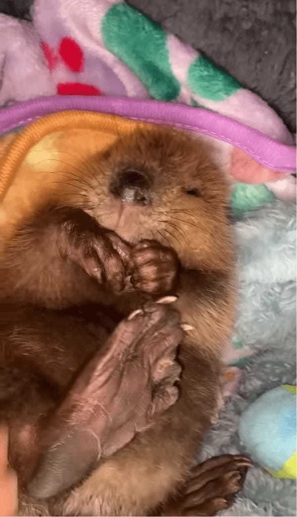 「これ、なぁに??」初めて自分のあんよを発見したビーバーの赤ちゃん。そのリアクションがかわいすぎる!【アメリカ・動画】