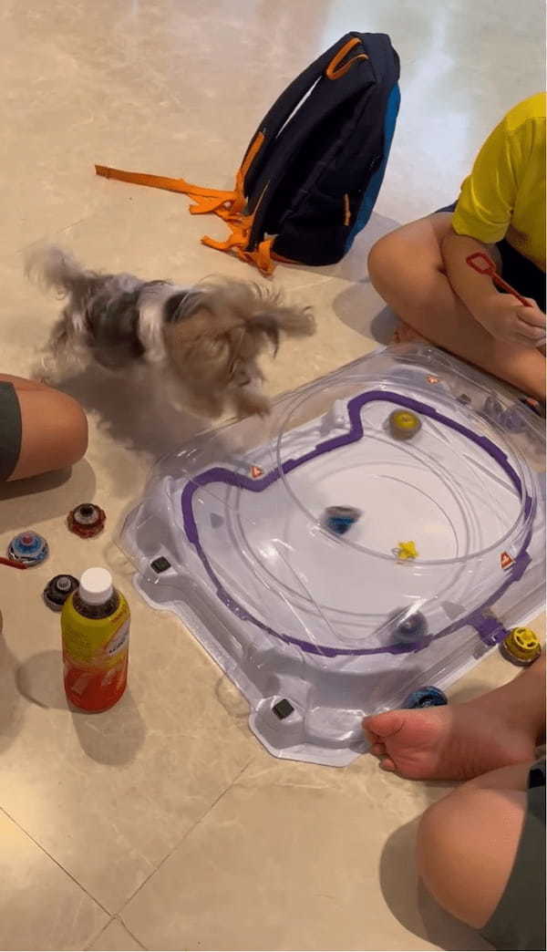 白熱のバトルに子犬は大興奮!激しくぶつかり合う盤上の勝負に熱狂!!【海外・動画】