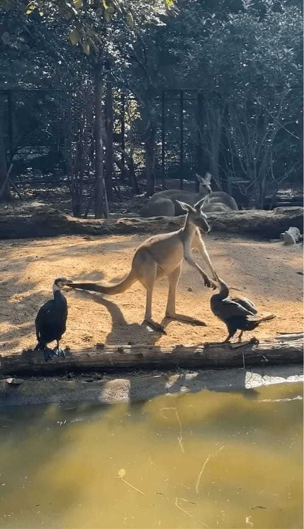 カンガルーの小競り合い相手は・・鳥！？まさかの白熱バトルも、なんだかユーモラス【海外・動画】