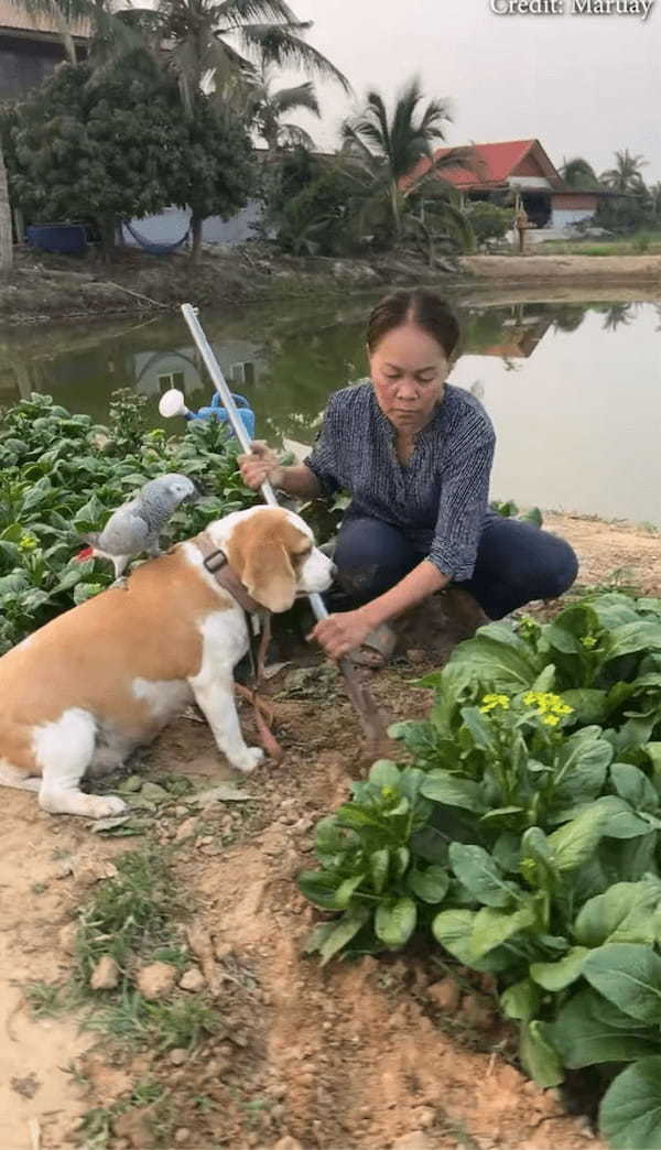 ビーグル犬の背中はすべり台?絶妙なカーブをヨウムが繰り返し滑り下りて遊んでいる!【海外・動画】