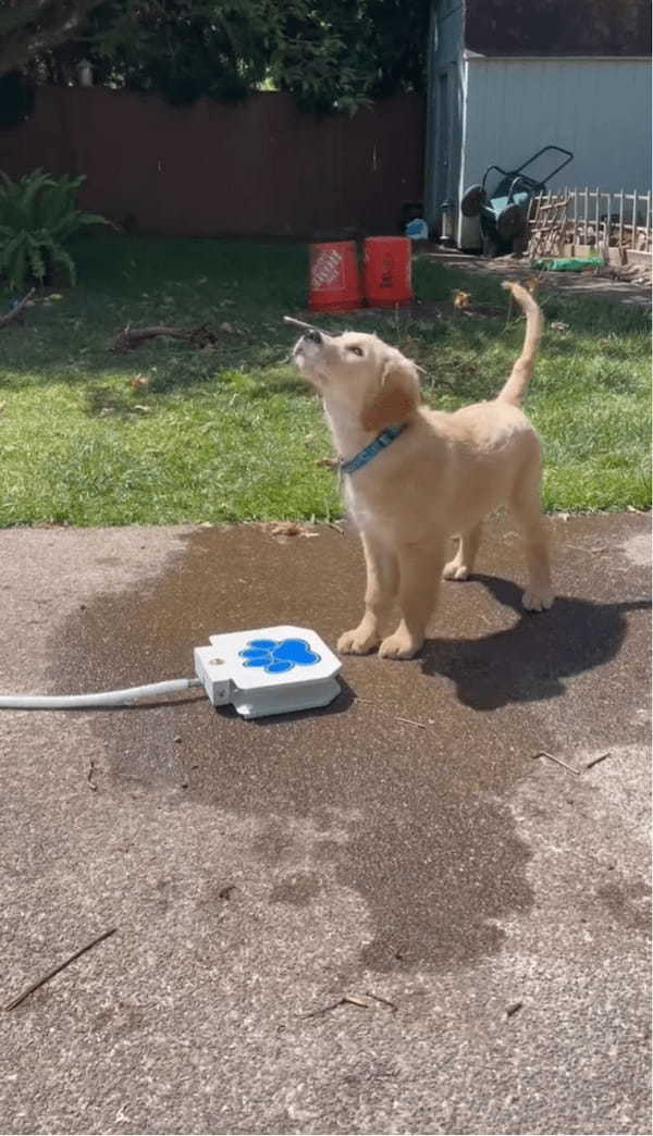 子犬が給水機で水遊び！？ペダルを踏むと水が出てきて楽しい～！！【アメリカ・動画】