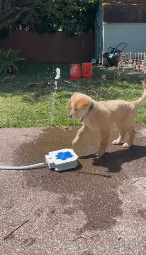 子犬が給水機で水遊び！？ペダルを踏むと水が出てきて楽しい～！！【アメリカ・動画】