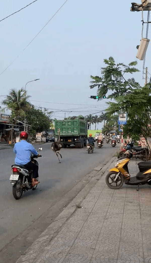 こんなところになぜ？バイクにまじってベトナムの道路を走っていくのは・・【海外・動画】