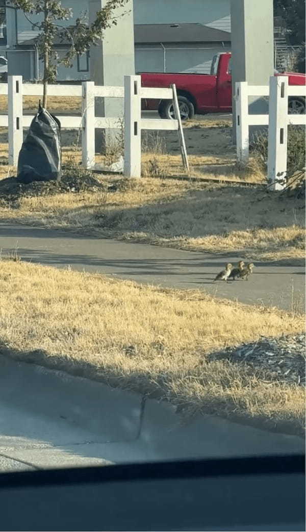 道路の段差に困っていたカモのヒナたちを手助け！親切なライダーたちに「ヒーロー」「リスペクト」の声【アメリカ・動画】