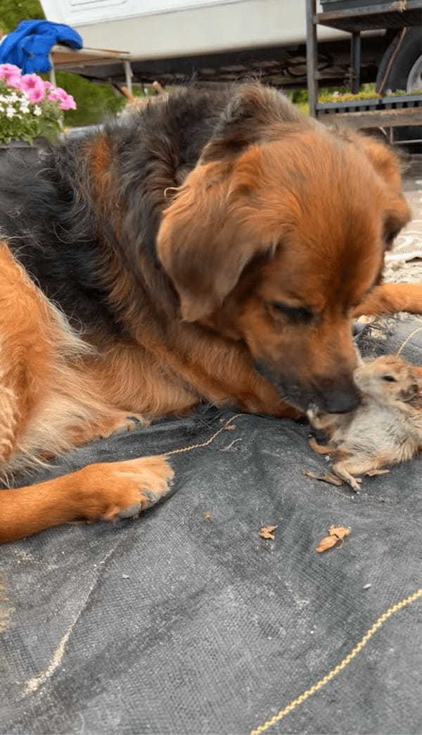 子犬とプレーリードッグがわちゃわちゃ！仲睦まじいやり取りにほっこり！【アメリカ・動画】