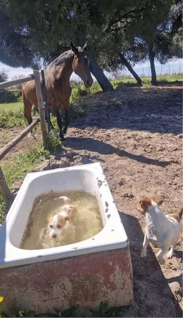 子犬たちがザブン！飛び込んだそこはお風呂じゃないよ！？【海外・動画】