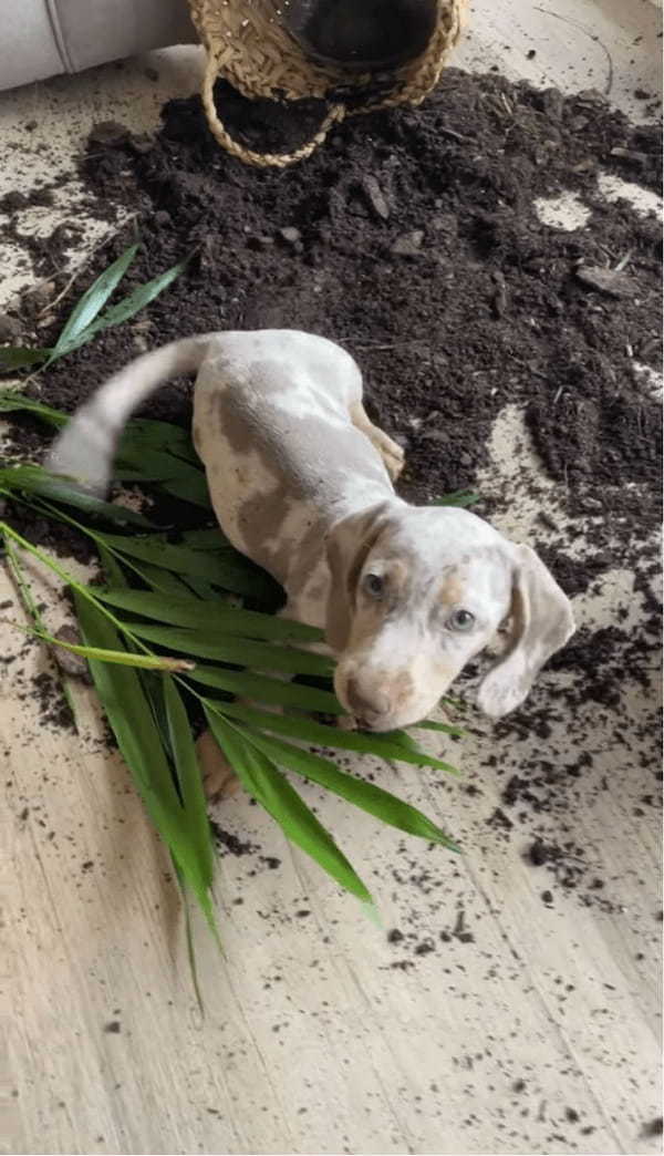 悪い事をしたとは思っていない？イタズラ現場を押さえられたダックスフンドの子犬【海外・。動画】