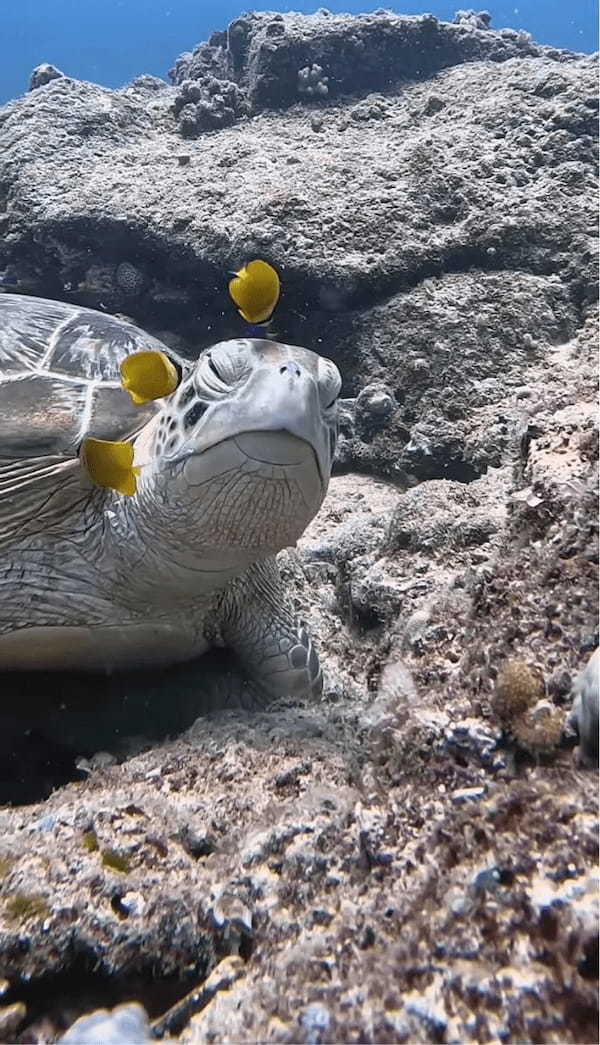 極上のスパにご満悦？キュートな魚たちにお掃除してもらってウットリ顔のカメ【海外・動画】