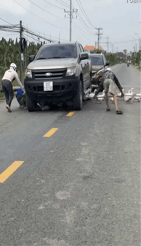 道路を横断するアヒルたち。トンネルにしたのは・・車の下！？【海外・動画】