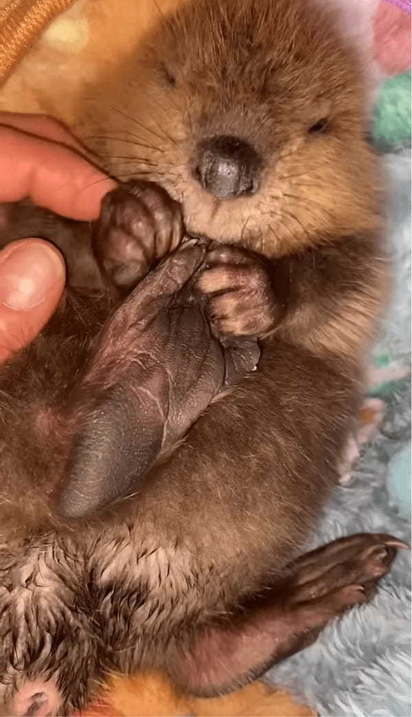 「これ、なぁに??」初めて自分のあんよを発見したビーバーの赤ちゃん。そのリアクションがかわいすぎる!【アメリカ・動画】
