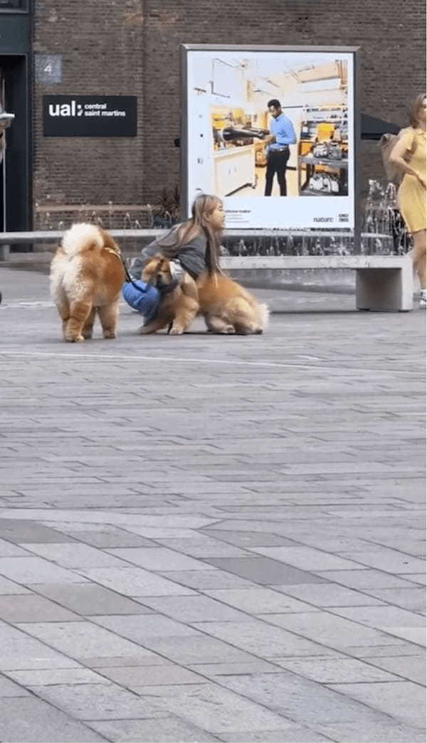 「絶対歩かないもん！」テコでも動こうとしないチャウチャウに飼い主さんお手上げ！【海外・動画】