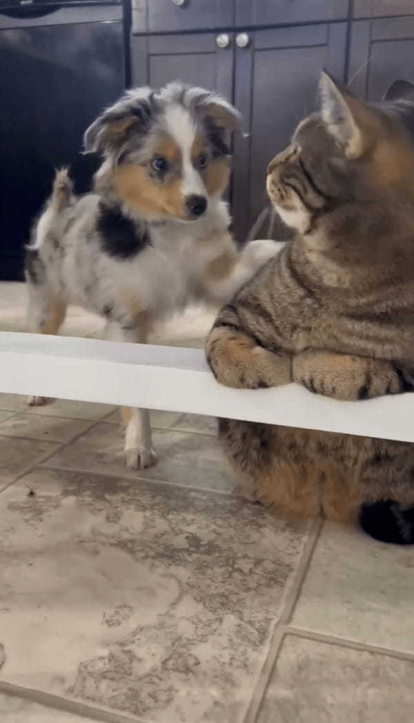 肩トントンからのキス！？新しくやってきた子犬から先住ネコにかわいい「はじめまして」のご挨拶！！【海外・動画】