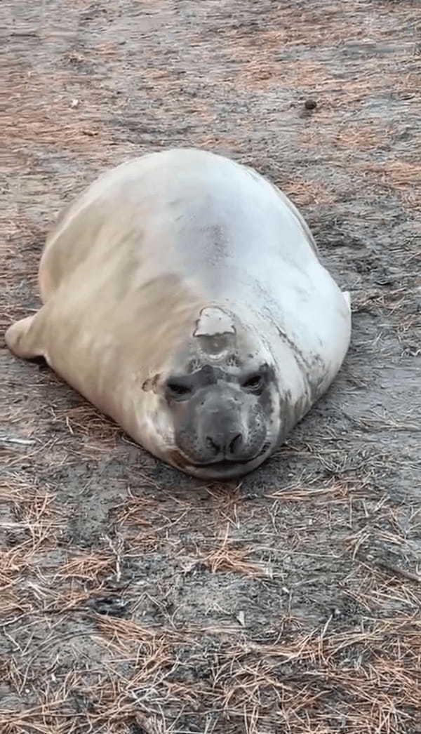 すぐ近くに海はなさそうなのに！？仲間になりたそうにこちらを見ているのは・・あの『海の生き物』！！【海外・動画】