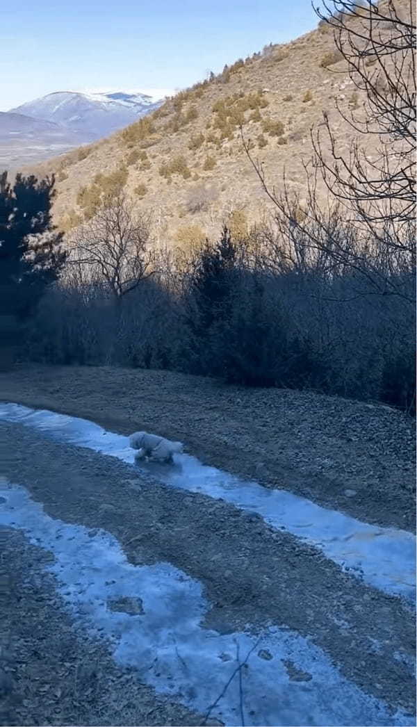 愛犬が湧き水を飲もうと小川に足を踏み入れたら・・。流された!?いや、滑りだした!?【海外・動画】