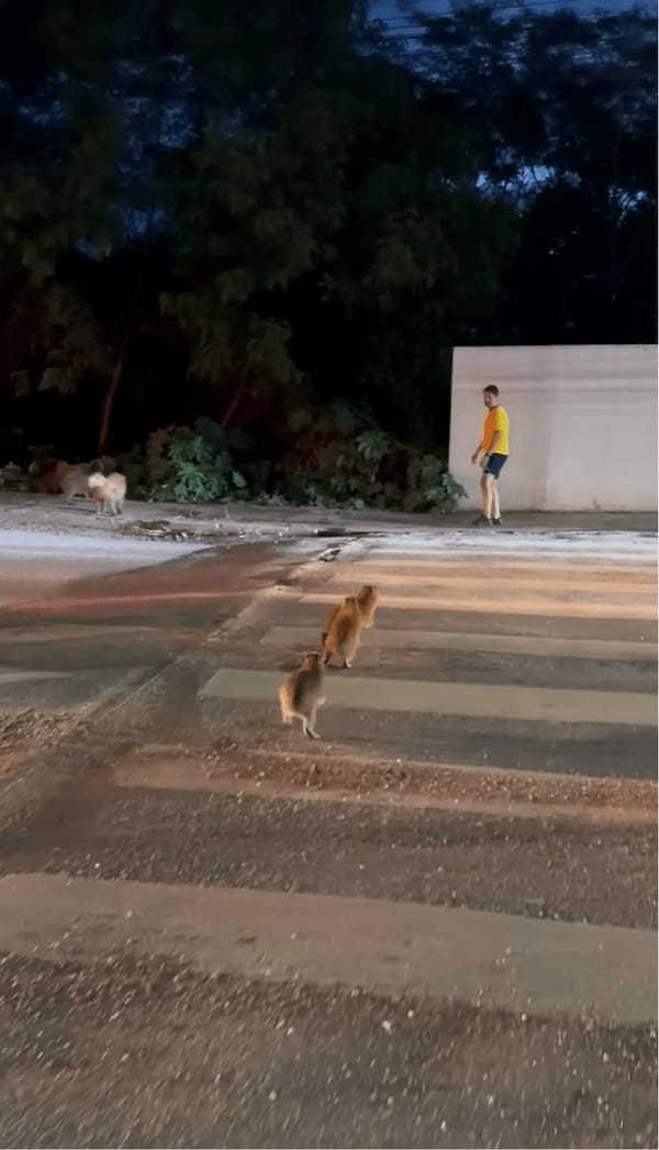 道路を横断したいカピバラの赤ちゃんたち。危険から守るため、人々が協力して誘導！【海外・動画】