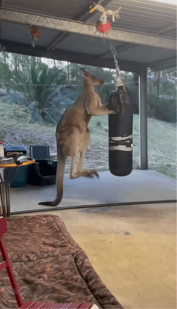 カンガルーはサンドバッグでトレーニング！？自慢のキックを披露！！