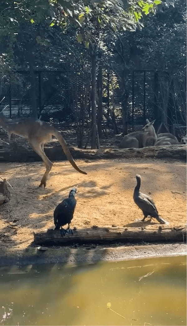 カンガルーの小競り合い相手は・・鳥！？まさかの白熱バトルも、なんだかユーモラス【海外・動画】