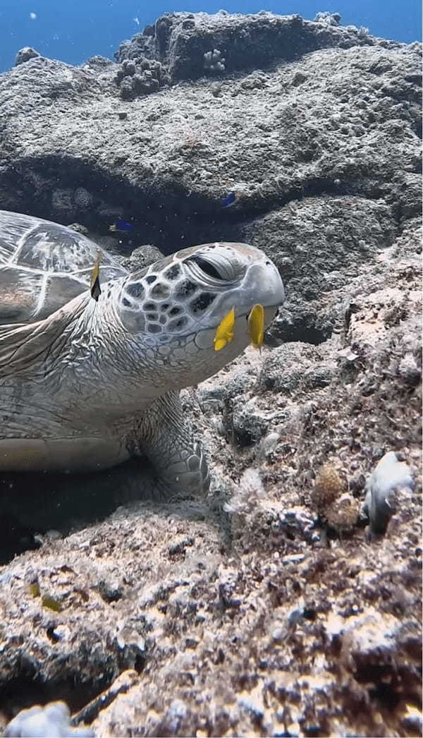 極上のスパにご満悦？キュートな魚たちにお掃除してもらってウットリ顔のカメ【海外・動画】