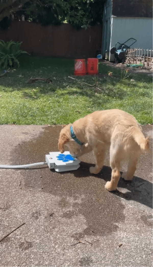 子犬が給水機で水遊び！？ペダルを踏むと水が出てきて楽しい～！！【アメリカ・動画】