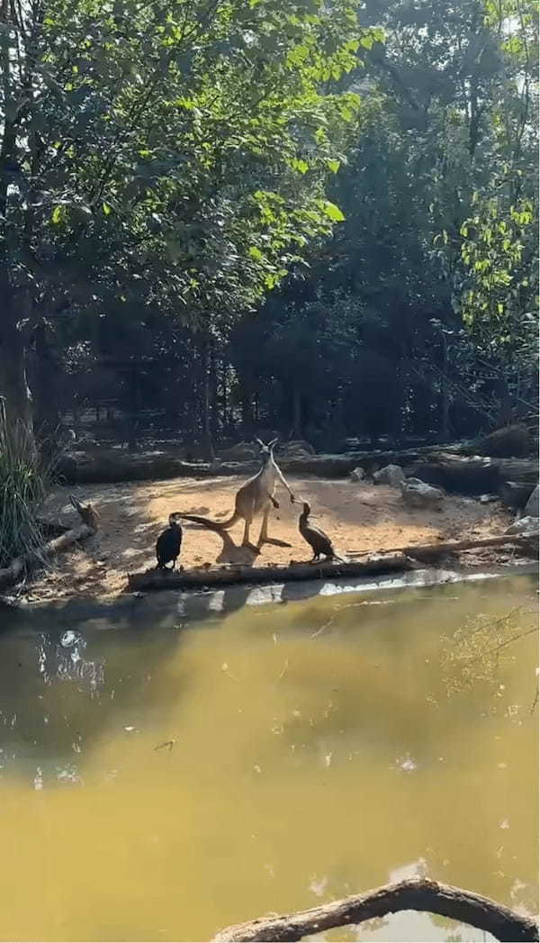 カンガルーの小競り合い相手は・・鳥！？まさかの白熱バトルも、なんだかユーモラス【海外・動画】