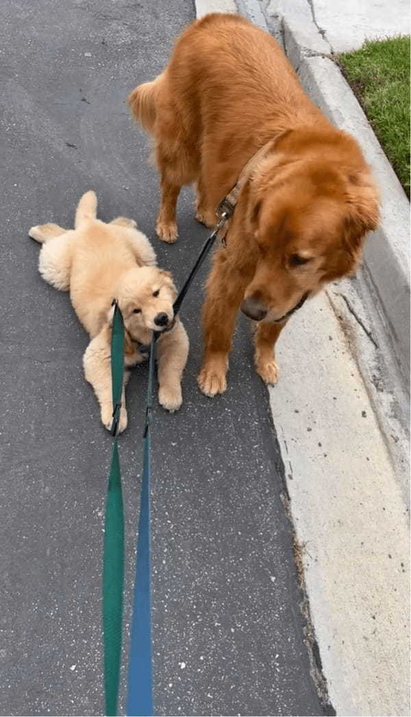 地面にべたーと張り付つゴールデンレトリバーの子犬。歩く気も見せず動かない様子がかわいい！【アメリカ・動画】