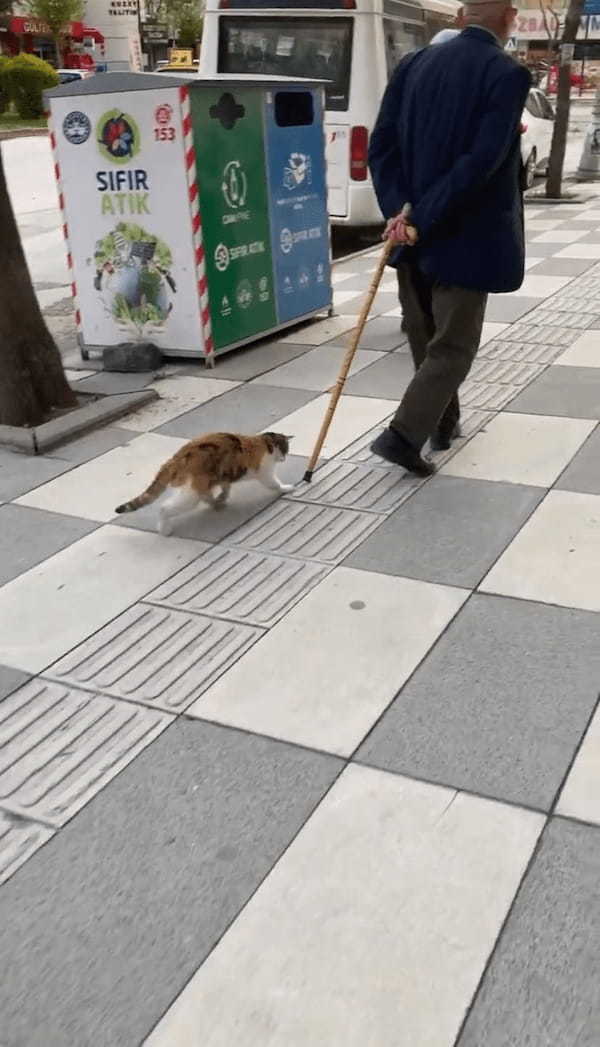 なんだかリードにひかれておさんぽ中みたいだけど・・。ネコは前を行く男性の杖を捕まようと奮闘中！！【海外・動画】