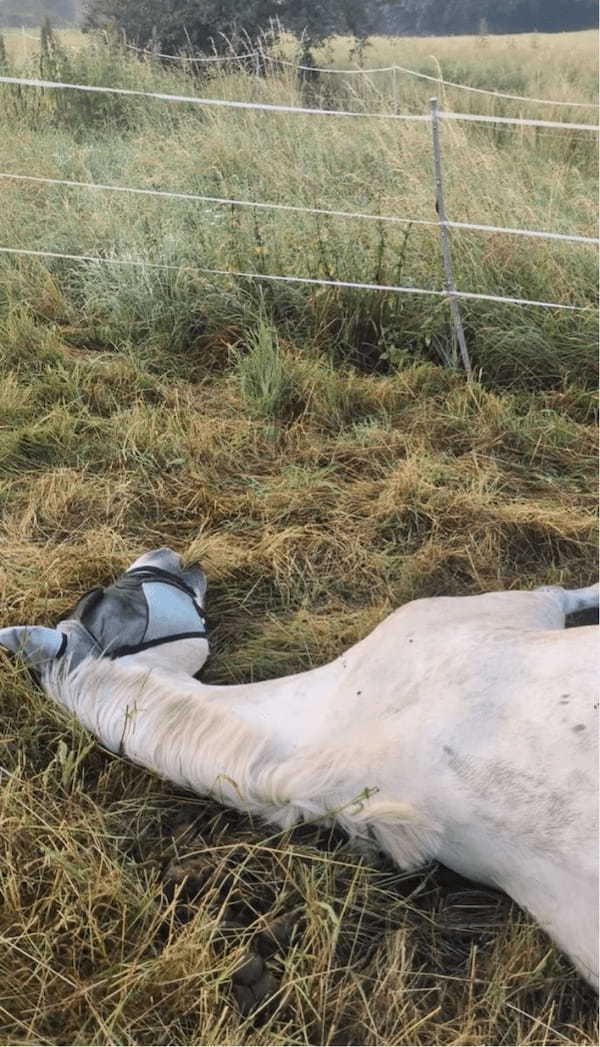 寝たままウマウマ。馬が横になってお昼寝していると思ったら・・口が動いている！？【海外・動画】