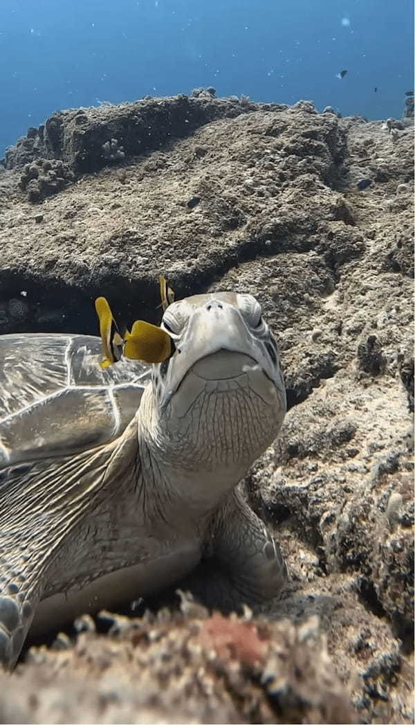 極上のスパにご満悦？キュートな魚たちにお掃除してもらってウットリ顔のカメ【海外・動画】