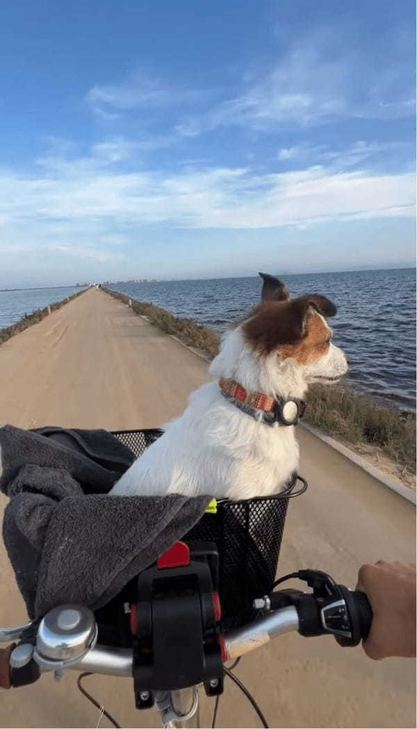 海沿いの一本道を愛犬とおさんぽ！自転車のカゴから最高の眺めを堪能する姿が絵になる【海外・動画】